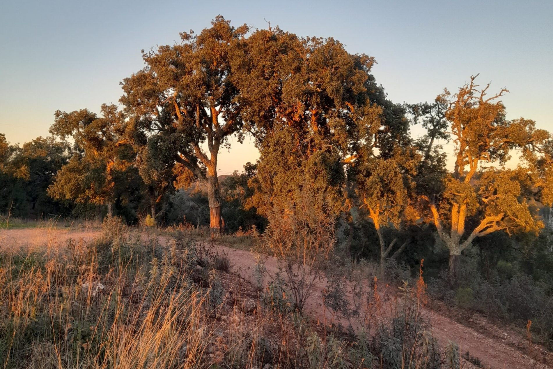 Camino histórico Rota Vicentina